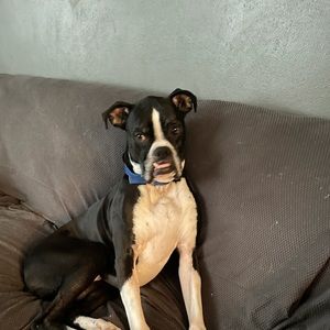 Meet your Posher, Morgan